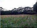 Field of Gladioli, Townshend