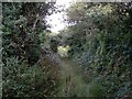 Overgrown lane from Bosence Road to Wheal Gilbert