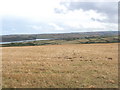 Corn field by Carthew Farm, view to Camel estuary