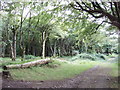 Woods at Trewollack, near Rosenannon