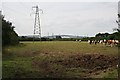 Cattle and Power Lines