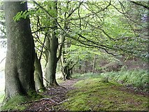 NS7175 : Beech Trees in Barhill Wood by Chris Upson