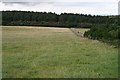 Pasture and Conifers