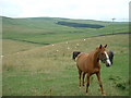 Farmland at Hutlerburn