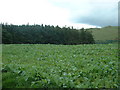 Kale field