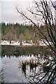 Lochan in Blackmuir Wood, Strathpeffer