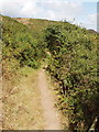 Path to Porth Mear, with blackthorn