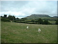 Farmland at Myfyr-Mawr