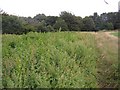 Manure heap near Upper Cote, Fixby