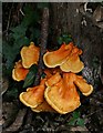 Sulphur Shelf Fungus?