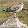 Juvenile Herring Gull (Larus argentatus)