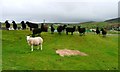 Pasture, Clachtoll