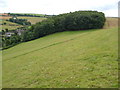 Cockshill Wood