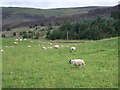 Sheep in Glen Shee