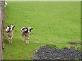 Lambs, Oxton