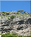 Feral Goats on the Orme above Gwalch Street