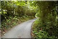 Road with canopy!