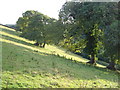 Oak trees at Ledstone