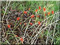 Cuckoo Pint berries