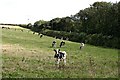 SW8754 : Cattle Grazing by Tony Atkin