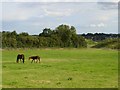 Paddock in Lenham Heath