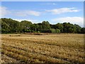 Woodland and rape stubble