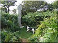 Modern stone cross at Sancreed Chapel and Well