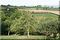 Chardstock: orchard above Churchill