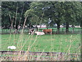 Livestock at Norwood House Farm.