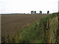 Field and Cars