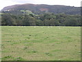 Sheep grazing in a meadow beside the Wye