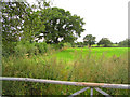 SJ4644 : Field near Oldcastle Heath by Peter Craine