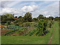 Allotments, Great Kingshill