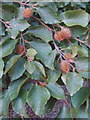 Beech mast on trees, Cockshoots picnic site