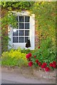 Cat on Cottage Windowsill