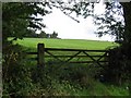 Field and Trees