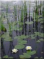 NG7763 : Water lilies and reeds, Lochan Dubh by Hugh Chevallier