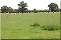 Herd of cows at pasture