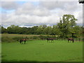 Horses on the road to Farnham