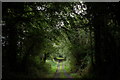 Lane through the Ferry Wood near Omeath