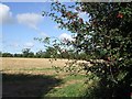 Haws in the hedge