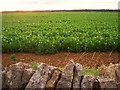 Field of peas