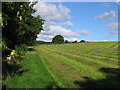 Field north of Handley Lodge