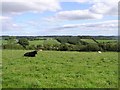 Cabragh Townland