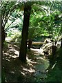 Tree Fern Glade, Trengwainton Garden