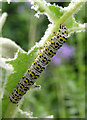 Caterpillar, Warnham Nature Reserve