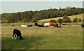 Cattle in a field just west of Higham, Essex