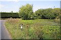 Pond, Chapel Road, Soberton Heath