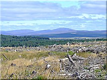 NC5401 : Braemore Wood near Lairg by Donald H Bain