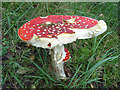 NN1368 : Fly agaric by Andrew Smith